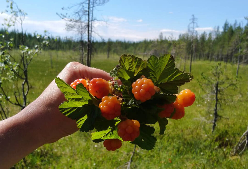 Käsi pitelee nipussa hillavarpuja, taustalla suomaisema.