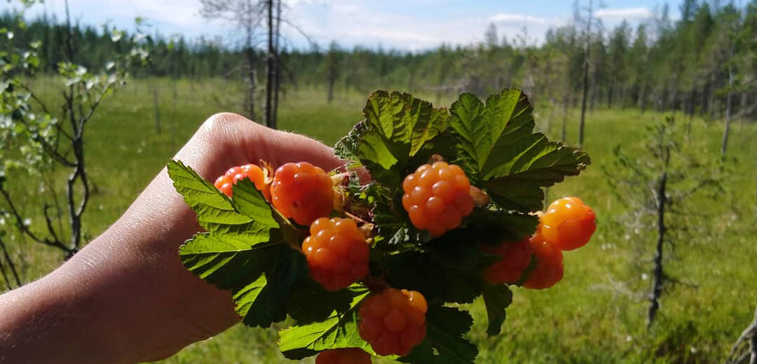 Käsi pitelee nipussa hillavarpuja, taustalla suomaisema.